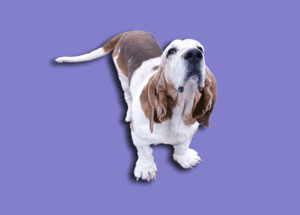 Bassett-jpg
