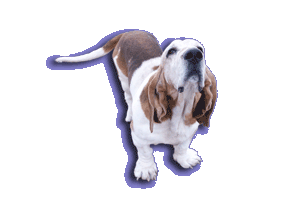 Basset-png