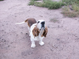 Original Bassett
