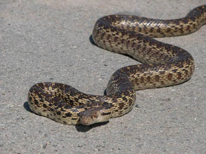 original snake gopher snake