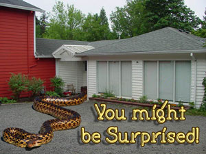 property-snake montage property-snake montage